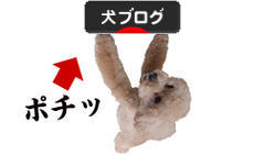 にほんブログ村 犬ブログへ