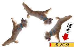 にほんブログ村 犬ブログへ