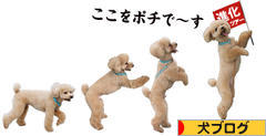 にほんブログ村 犬ブログへ