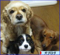 にほんブログ村 犬ブログへ