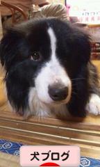 にほんブログ村 犬ブログへ