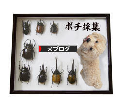 にほんブログ村 犬ブログへ