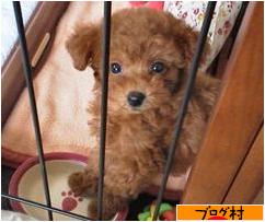 にほんブログ村 犬ブログへ