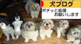 にほんブログ村 犬ブログへ