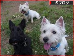にほんブログ村 犬ブログへ