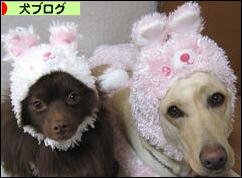 にほんブログ村 犬ブログへ