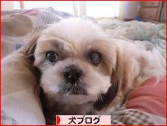 にほんブログ村 犬ブログへ