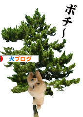 にほんブログ村 犬ブログへ
