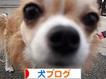 にほんブログ村 犬ブログへ