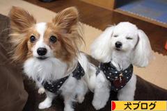 にほんブログ村 犬ブログへ