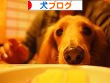 にほんブログ村 犬ブログへ