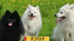 にほんブログ村 犬ブログへ