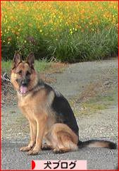 にほんブログ村 犬ブログへ