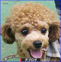 にほんブログ村 犬ブログへ