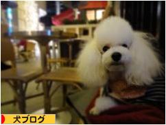 にほんブログ村 犬ブログへ