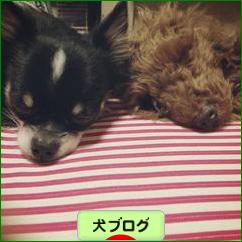 にほんブログ村 犬ブログへ