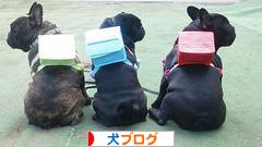 にほんブログ村 犬ブログへ