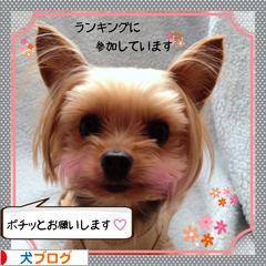にほんブログ村 犬ブログへ