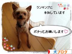 にほんブログ村 犬ブログへ