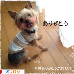にほんブログ村 犬ブログへ