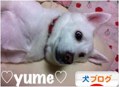 にほんブログ村 犬ブログへ