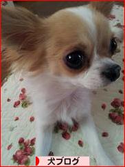 にほんブログ村 犬ブログへ