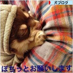 にほんブログ村 犬ブログへ