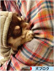 にほんブログ村 犬ブログへ