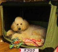 にほんブログ村 犬ブログへ