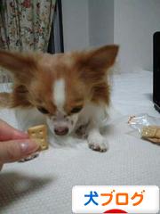 にほんブログ村 犬ブログへ