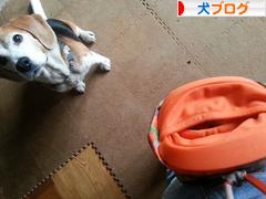 にほんブログ村 犬ブログへ