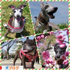 にほんブログ村 犬ブログへ