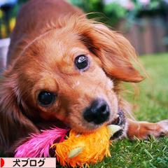 にほんブログ村 犬ブログへ