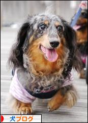 にほんブログ村 犬ブログへ