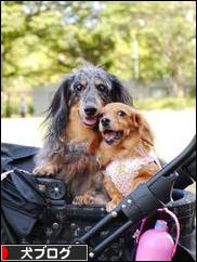 にほんブログ村 犬ブログへ