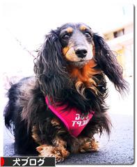 にほんブログ村 犬ブログへ
