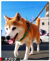 にほんブログ村 犬ブログへ