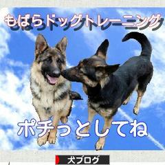 にほんブログ村 犬ブログへ