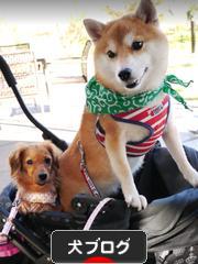 にほんブログ村 犬ブログへ
