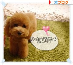 にほんブログ村 犬ブログへ