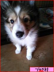 にほんブログ村 犬ブログへ