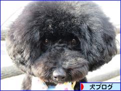 にほんブログ村 犬ブログへ