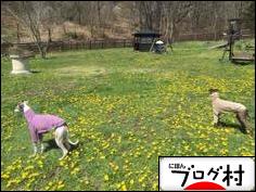 にほんブログ村 犬ブログへ