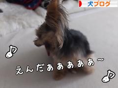 にほんブログ村 犬ブログへ