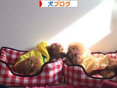 にほんブログ村 犬ブログへ