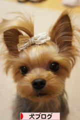 にほんブログ村 犬ブログへ