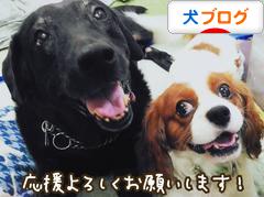 にほんブログ村 犬ブログへ