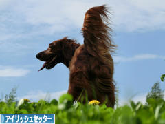にほんブログ村 犬ブログ アイリッシュセッターへ