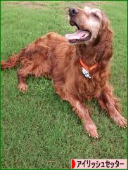 にほんブログ村 犬ブログ アイリッシュセッターへ