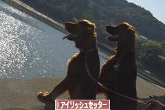 にほんブログ村 犬ブログ アイリッシュセッターへ